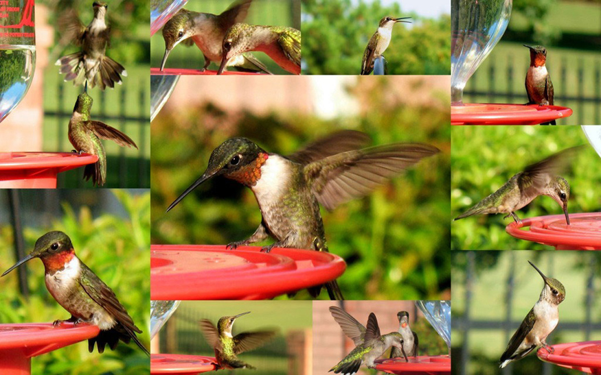 ruby throated hummingbird nesting habits: only the ruby-throated hummingbird nests east of the Mississippi.